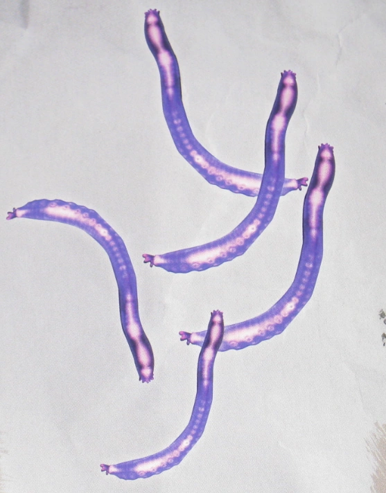 Glow Snake — le fil de lumière